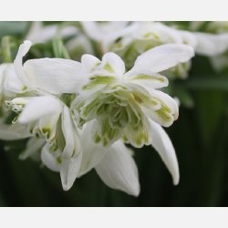 Dobbelt vintergk Flore Pleno 5 lg