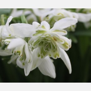 Dobbelt vintergk Flore Pleno 5 lg