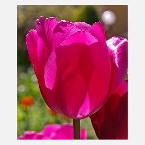 Tulipan Don Quichotte 6 lg