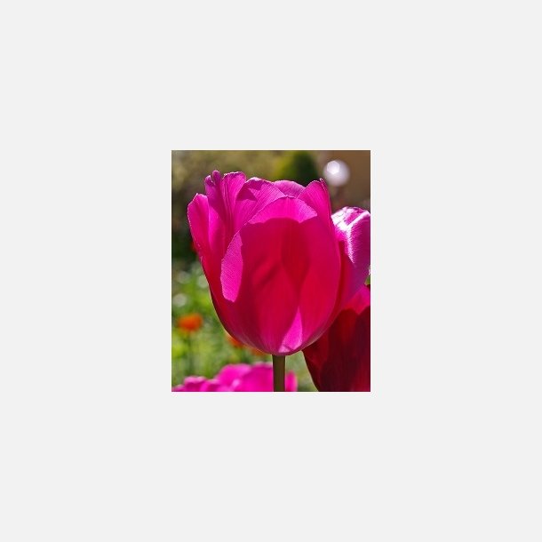 Tulipan Don Quichotte 6 lg