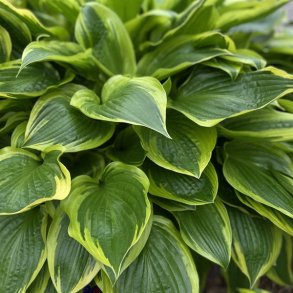 Hosta Don Stevens
