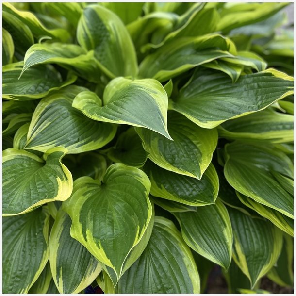 Hosta Don Stevens