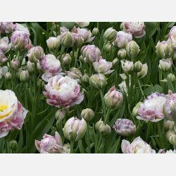 Tulipan Double Surprise 5 lg
