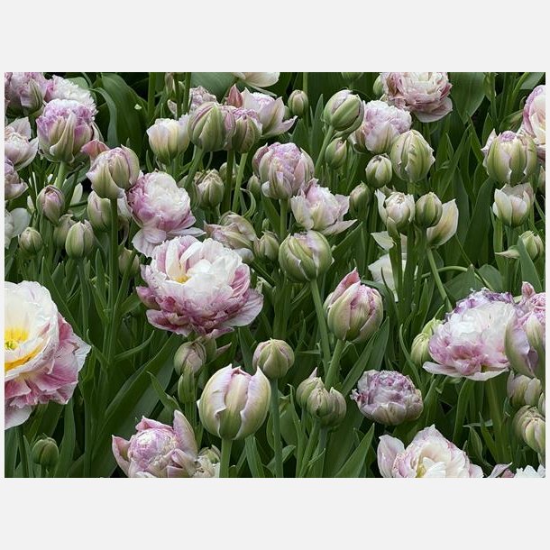 Tulipan Double Surprise 5 lg