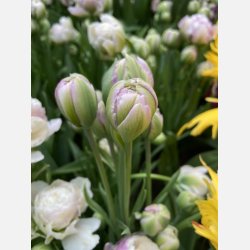 Tulipan Double Surprise 5 lg