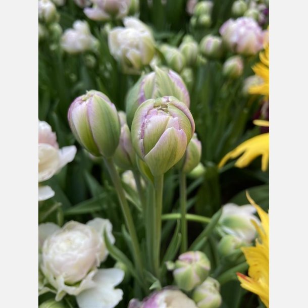 Tulipan Double Surprise 5 lg