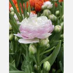 Tulipan Double Surprise 5 lg