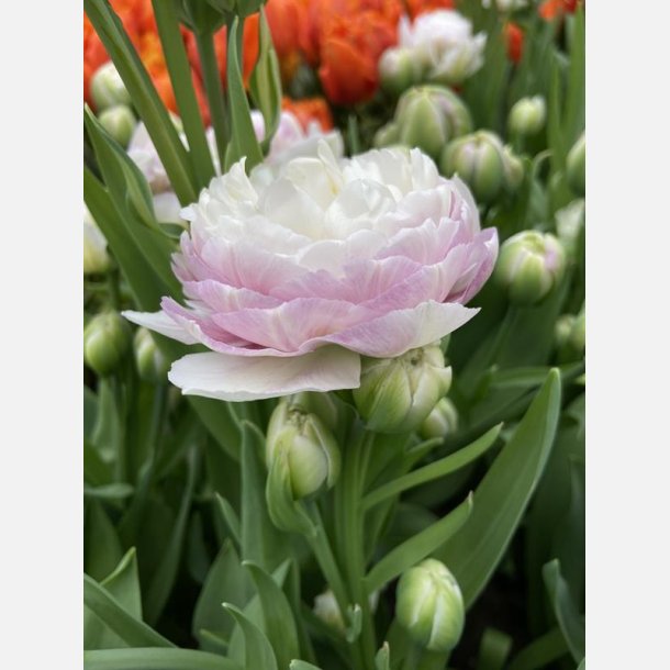 Tulipan Double Surprise 5 lg
