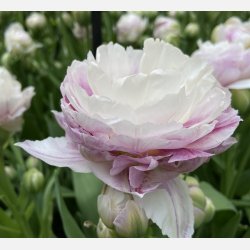 Tulipan Double Surprise 5 lg