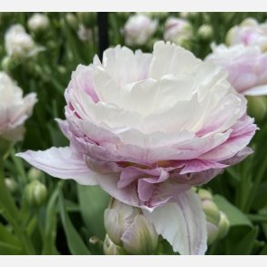 Tulipan Double Surprise 5 lg