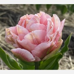 Tulipan Dreamer 5 lg