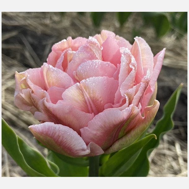 Tulipan Dreamer 5 lg