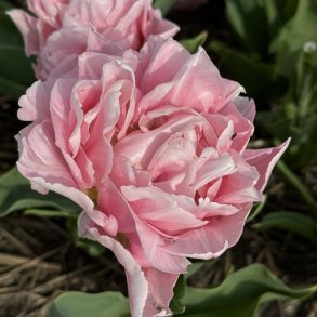 Tulipan Dreamer 5 lg