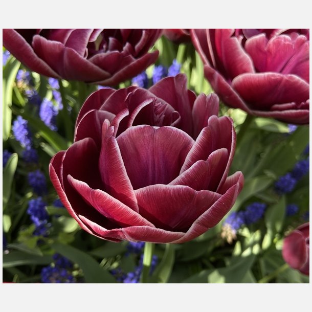 Tulipan Dream Touch 8 lg