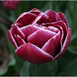 Tulipan Dream Touch 8 lg