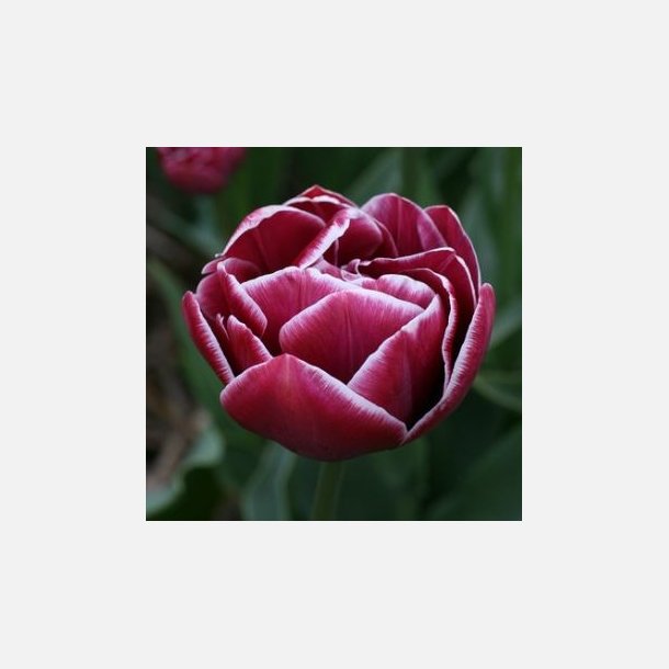 Tulipan Dream Touch 8 lg