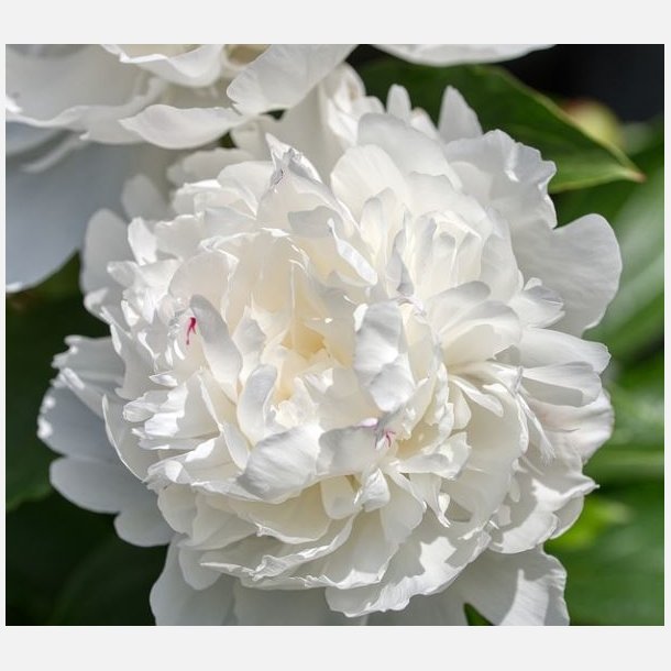 Pon Duchesse De Nemours