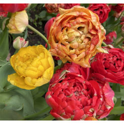 Tulipan Gudoshink Double 8 lg