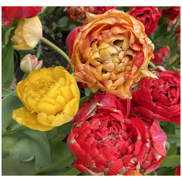 Tulipan Gudoshink Double 8 lg