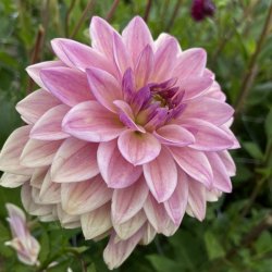 Dahlia Dusty Beauty