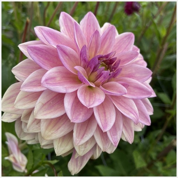 Dahlia Dusty Beauty