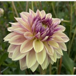 Dahlia Dusty Beauty