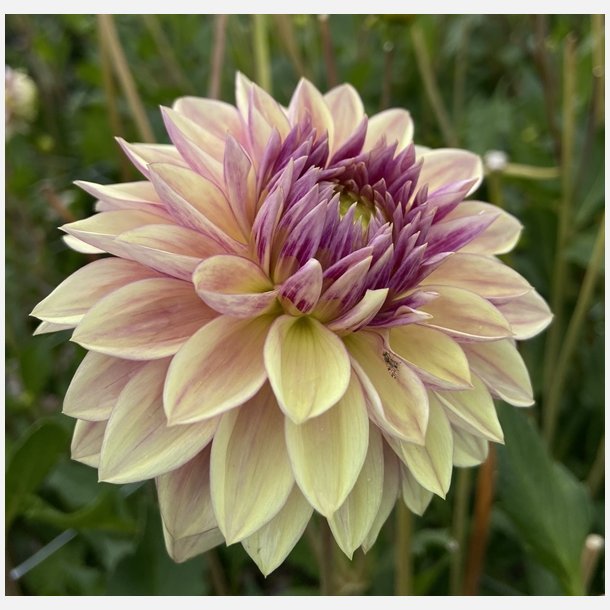 Dahlia Dusty Beauty