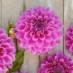 Dahlia Elma Elisabeth