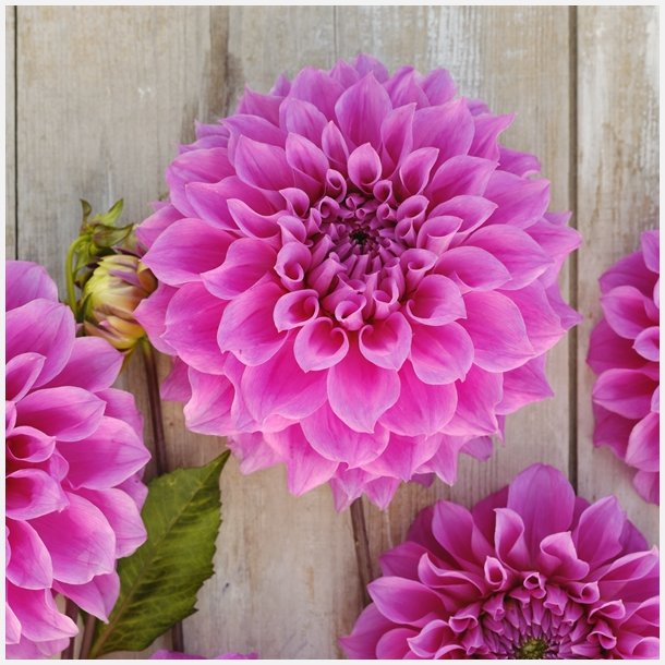 Dahlia Elma Elisabeth