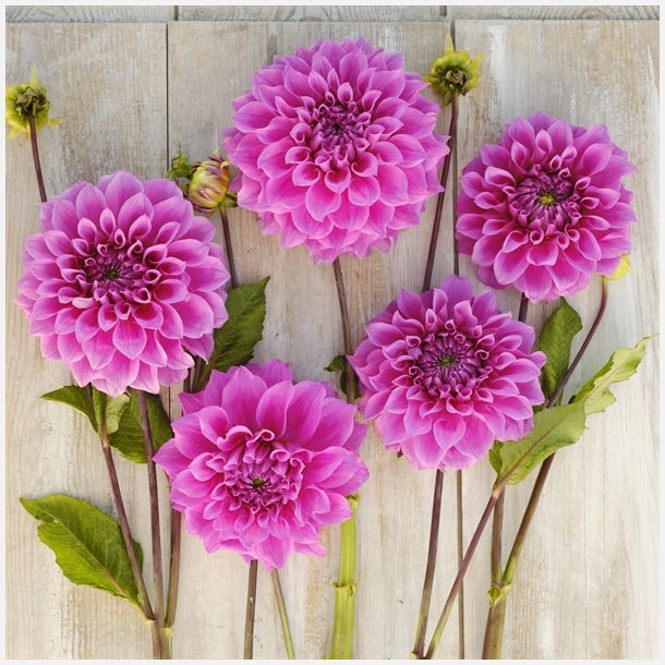 Dahlia Elma Elisabeth