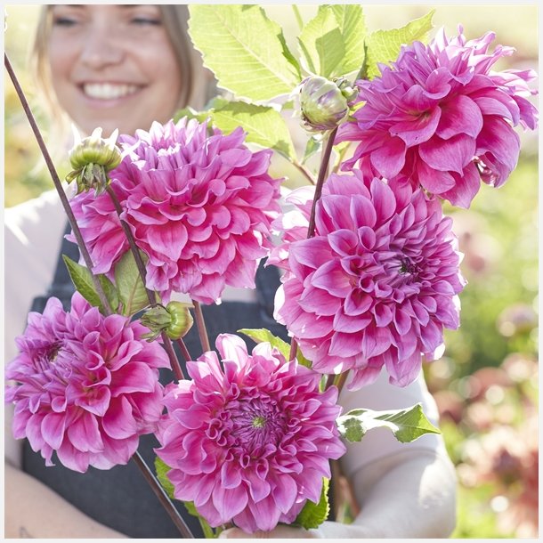 Dahlia Elma Elisabeth