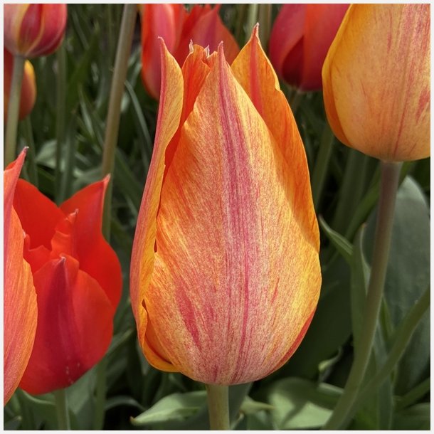 Tulipan El Nino 6 lg