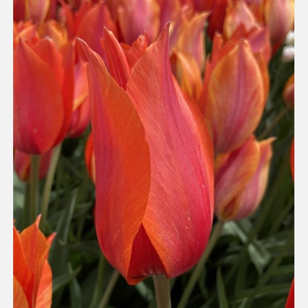 Tulipan El Nino 6 lg