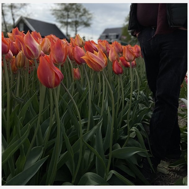 Tulipan El Nino 6 lg