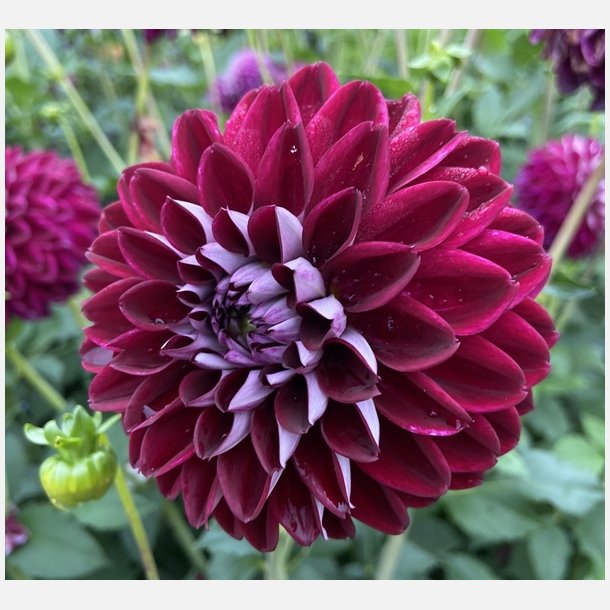 Dahlia Embassy
