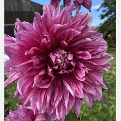 Dahlia Emory Paul 