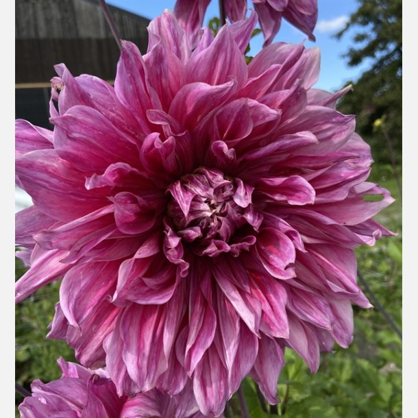 Dahlia Emory  Paul 