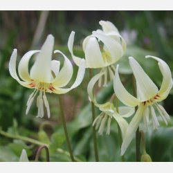 Hundetand White Beauty 4 l�g