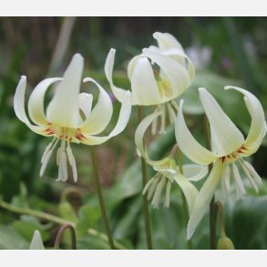 Hundetand White Beauty 4 stk