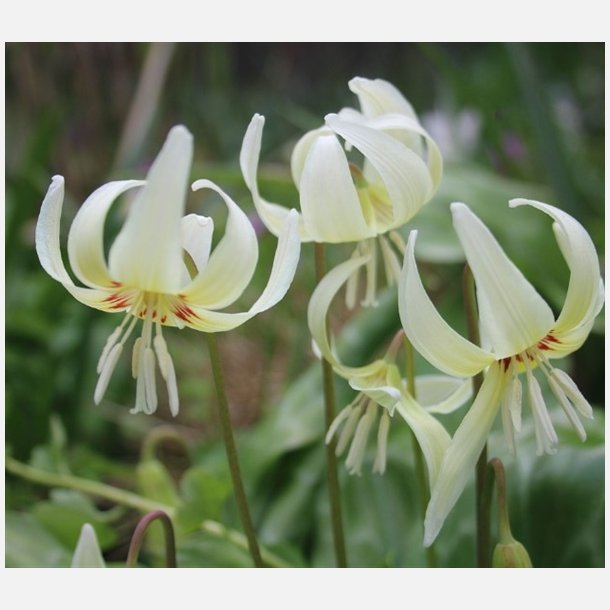 Hundetand White Beauty 3 stk