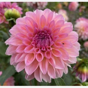 Dahlia Esli
