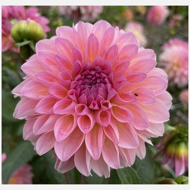 Dahlia Esli