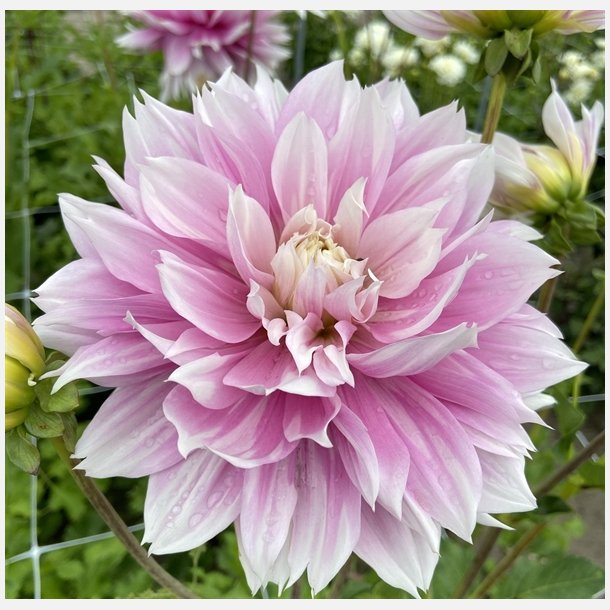 Dahlia Evanah