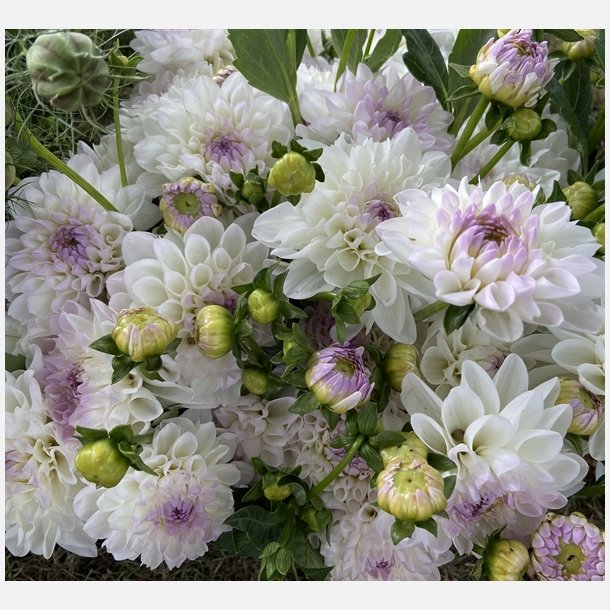 Dahlia Eveline 
