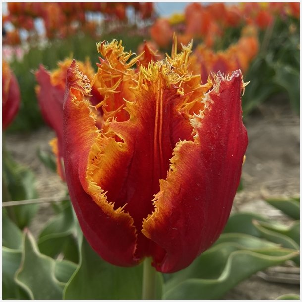 Tulipan Fabio 6 lg
