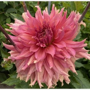 Dahlia Fairway Spur