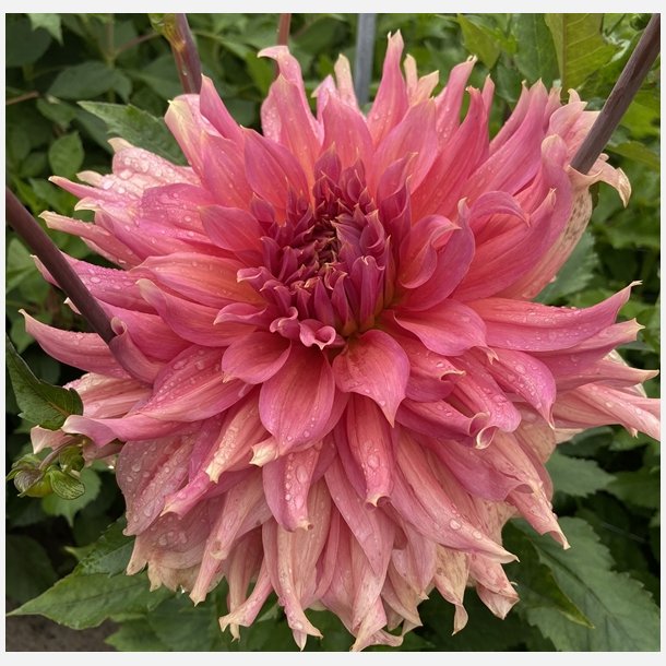 Dahlia Fairway Spur