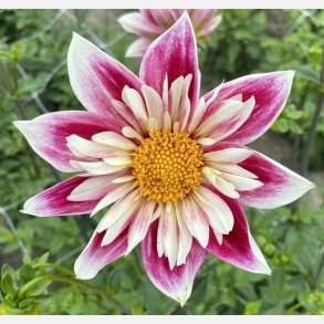 Dahlia Fashion Mongar 