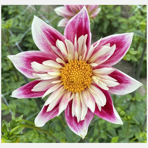 Dahlia Fashion Mongar 