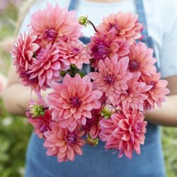 Dahlia Feline Yvonne 